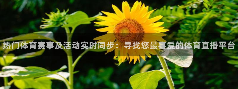 360体育雨燕直播：热门体育赛事及活动实时同步：寻找您最喜爱的体育直播平台
